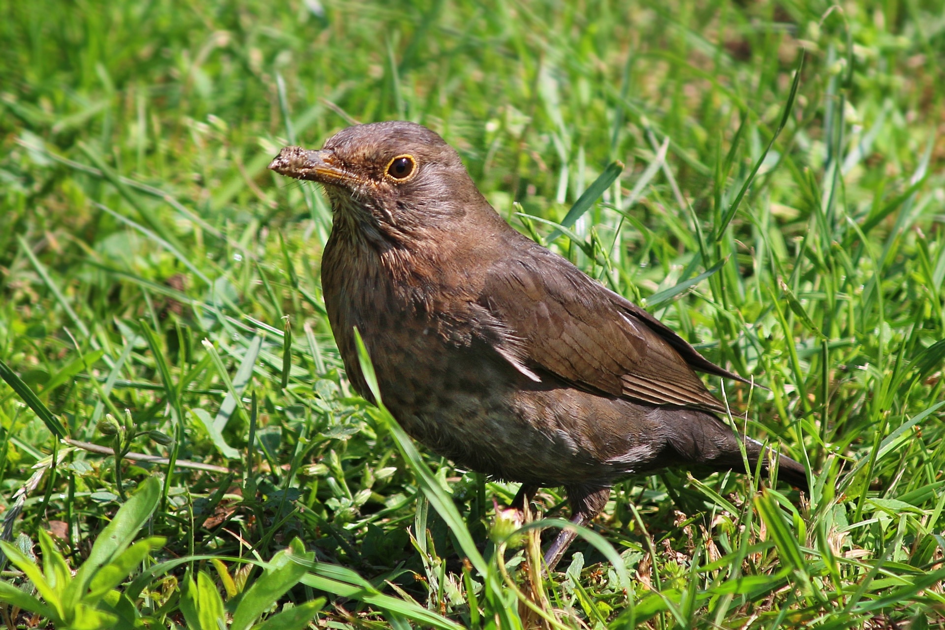 brown Bird on grass during daytime