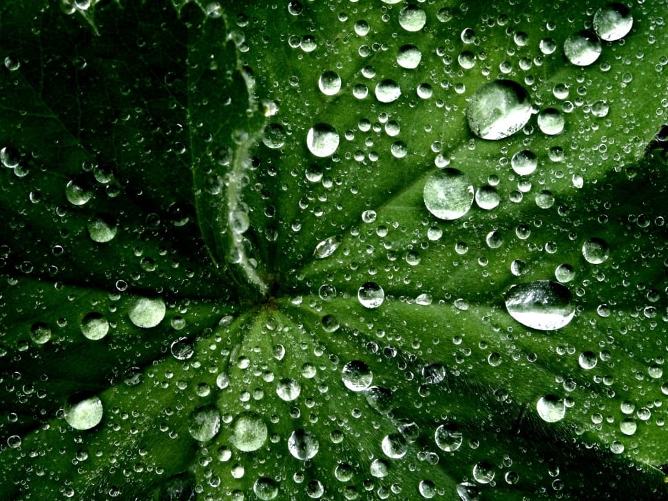 Water Droplets, Wet, Leaf, Nature, drop, green color preview