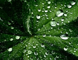 Water Droplets, Wet, Leaf, Nature, drop, green color thumbnail