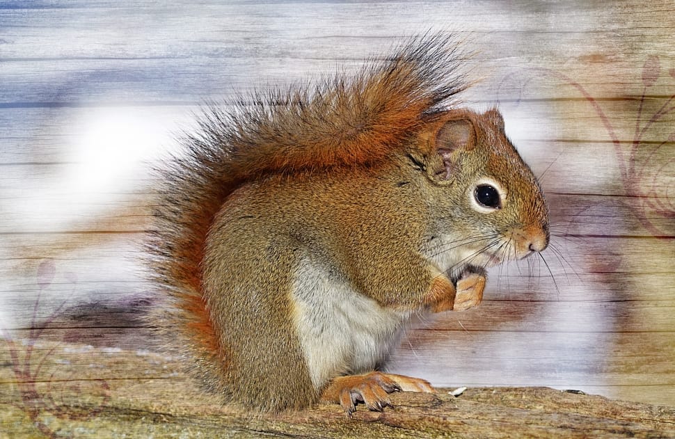 brown squirrel preview