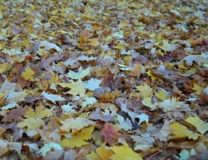 Leaves, Autumn, Fall Foliage, backgrounds, full frame thumbnail