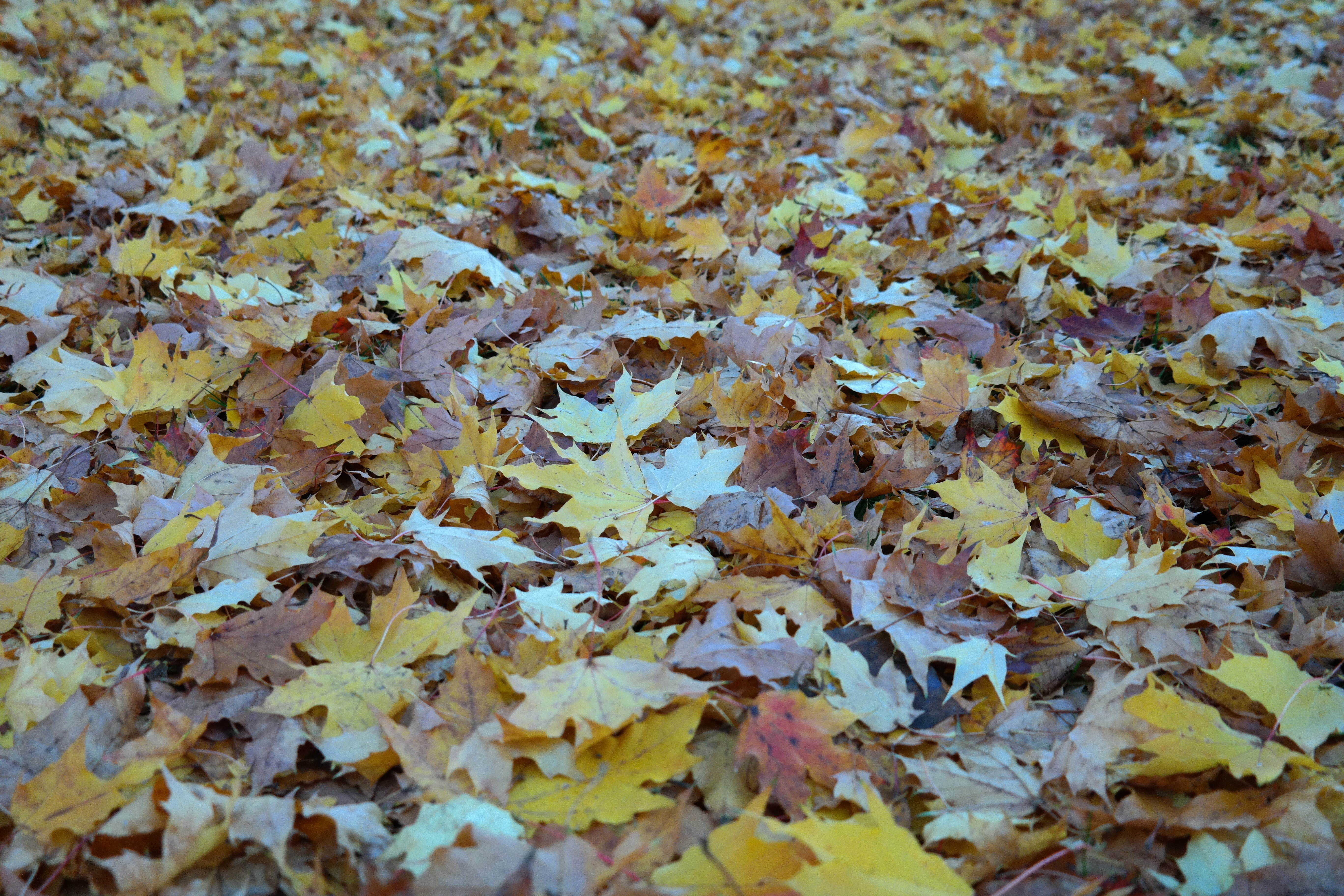 Leaves, Autumn, Fall Foliage, backgrounds, full frame
