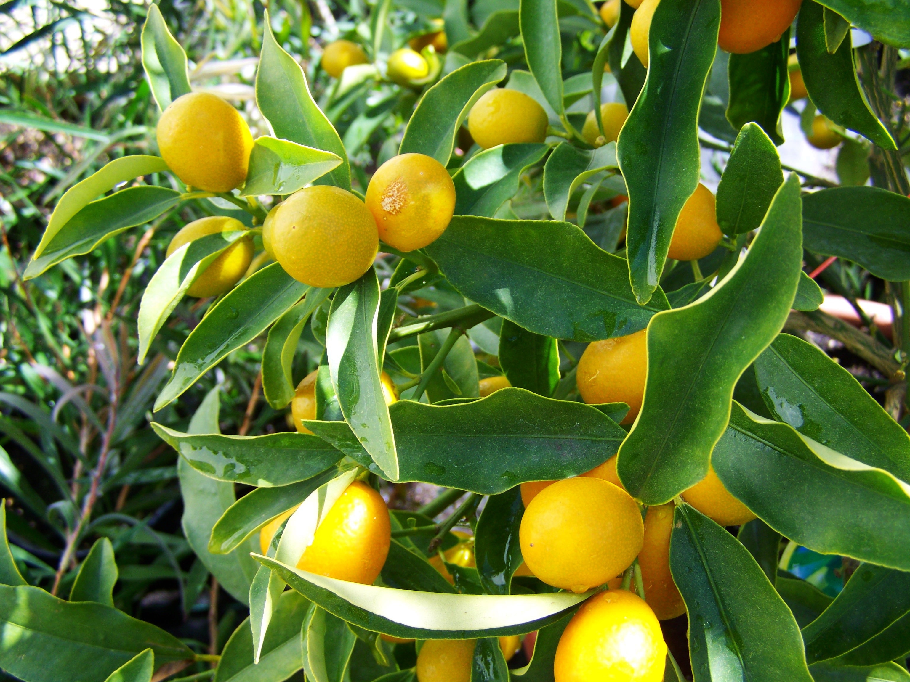 Lemon, Citron, Yellow Fruit, fruit, food and drink