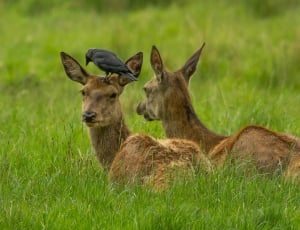 two brown deers lying on the lawn thumbnail