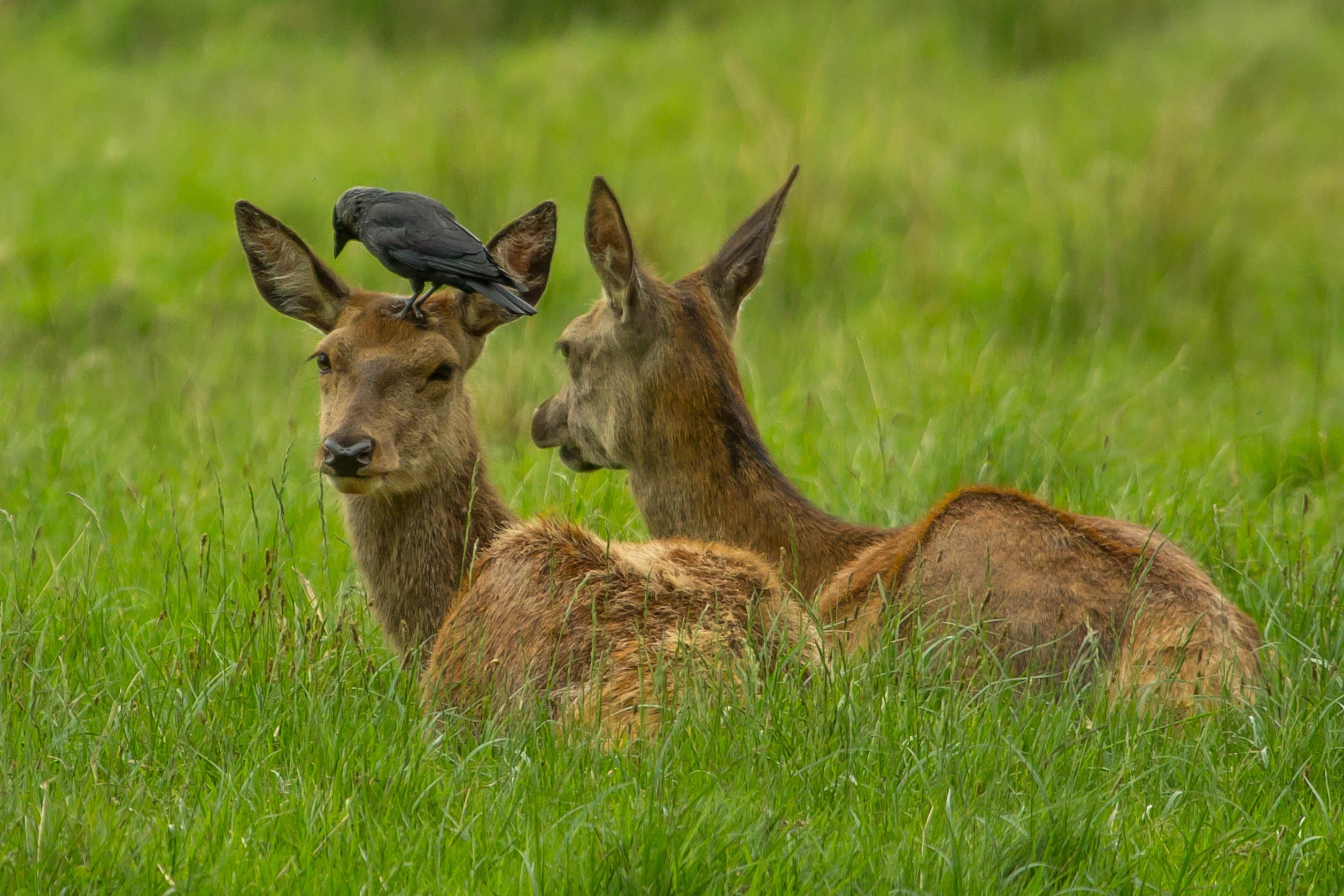 two brown deers lying on the lawn