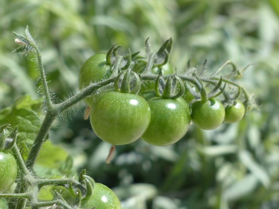 green tomatoes preview