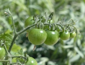green tomatoes thumbnail
