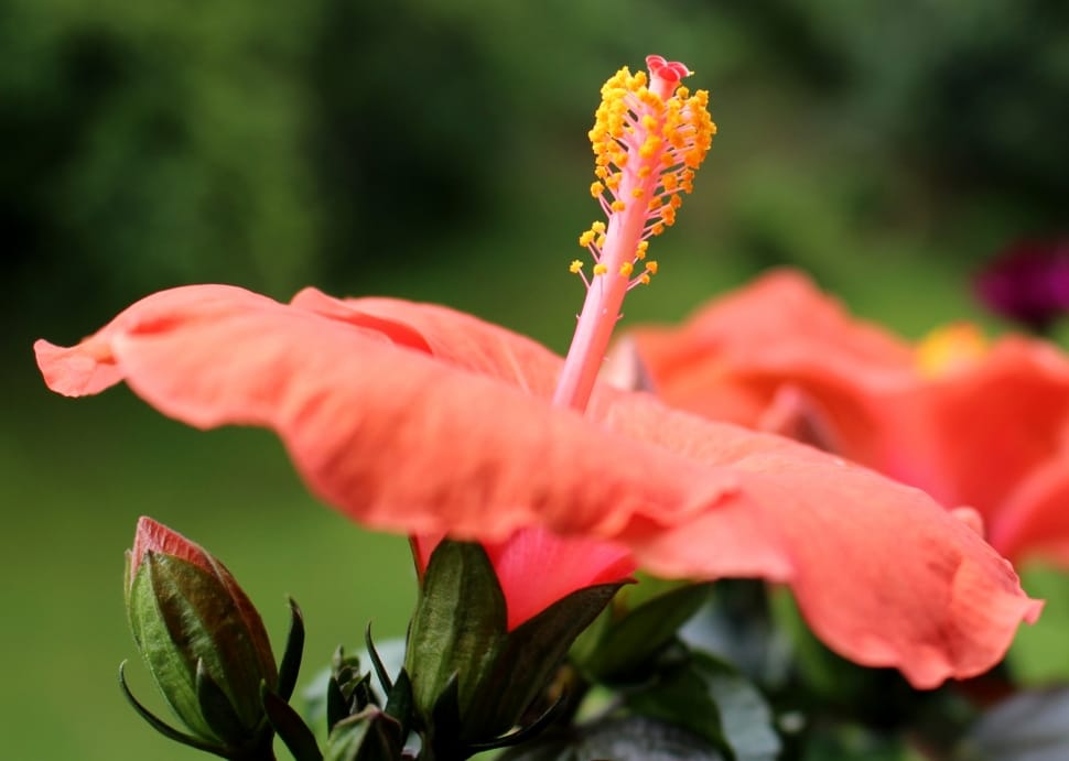 close up photography of orange Hibiscus preview