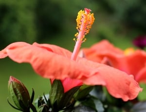close up photography of orange Hibiscus thumbnail