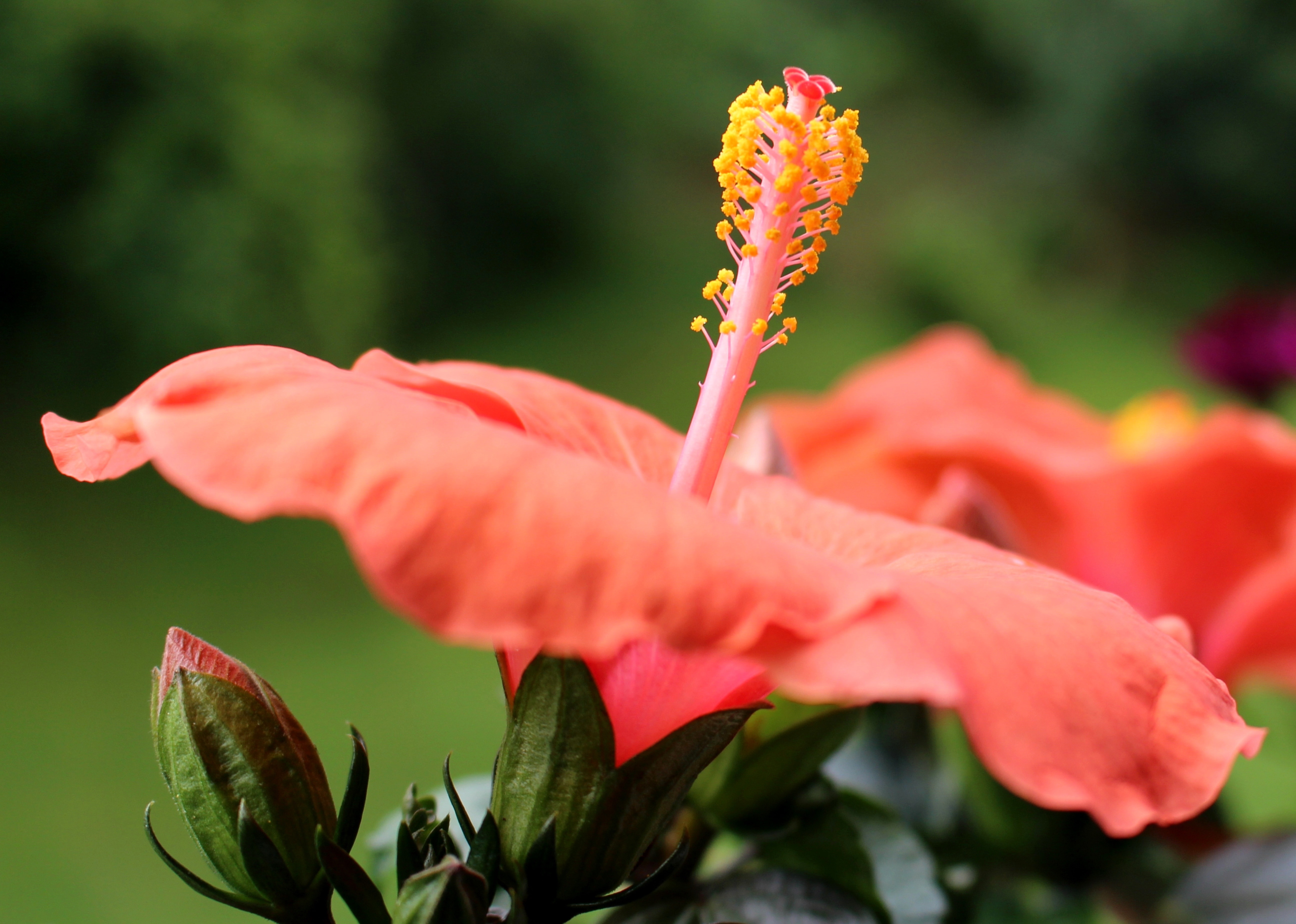 close up photography of orange Hibiscus