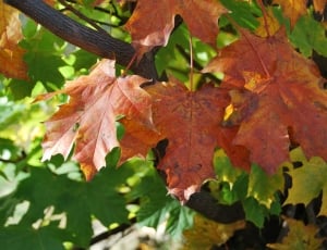brown maple leaves thumbnail