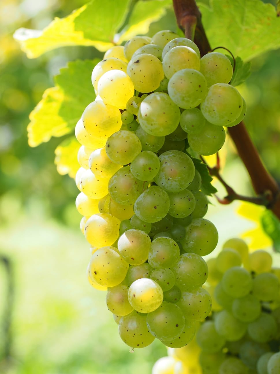 unripe grapes preview