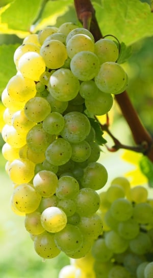 unripe grapes thumbnail