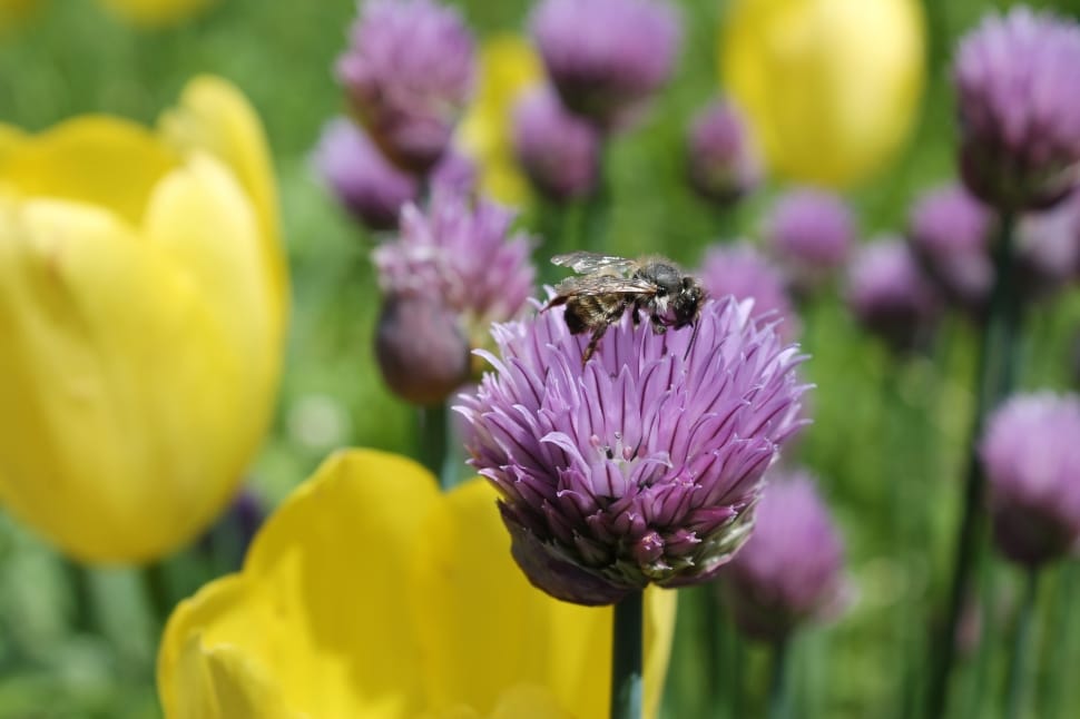Honey Bee on purple petaled flower preview
