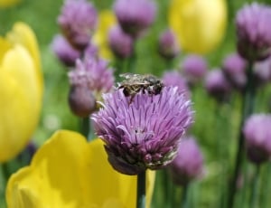 Honey Bee on purple petaled flower thumbnail