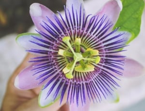 purple and pink petaled flower thumbnail