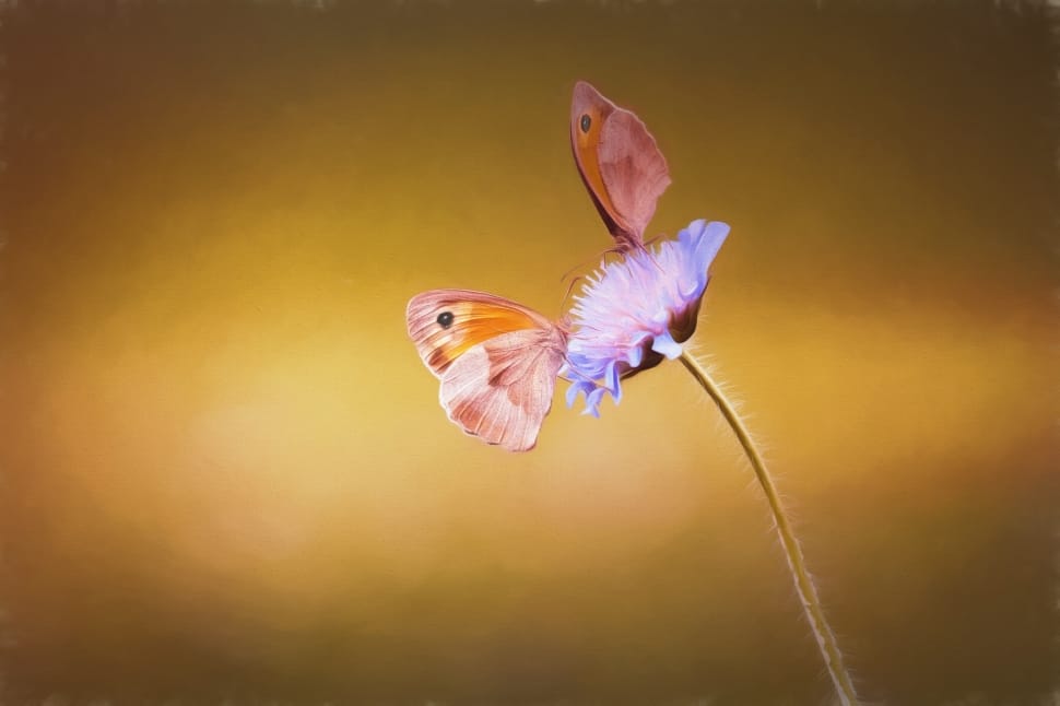 purple petaled flower and butterfly preview
