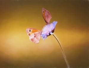 purple petaled flower and butterfly thumbnail