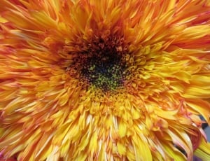 Double Petal, Flower, Sunflower, Fancy, flower, full frame thumbnail