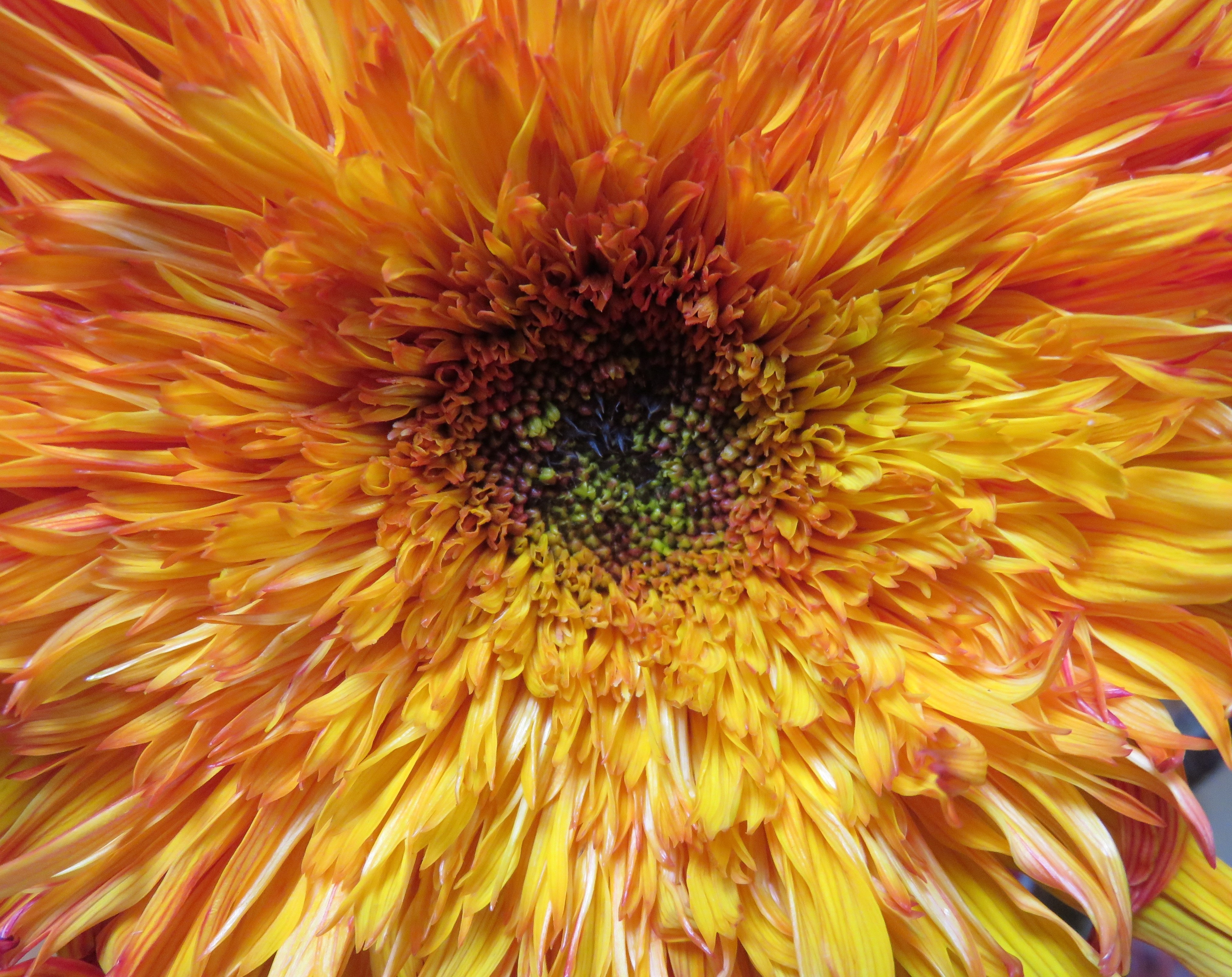 Double Petal, Flower, Sunflower, Fancy, flower, full frame