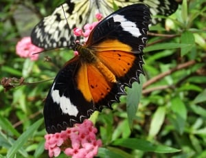 Flower, Garden, Butterfly, one animal, butterfly - insect thumbnail