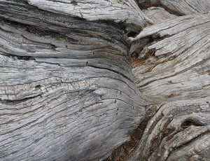 gray drift wood thumbnail