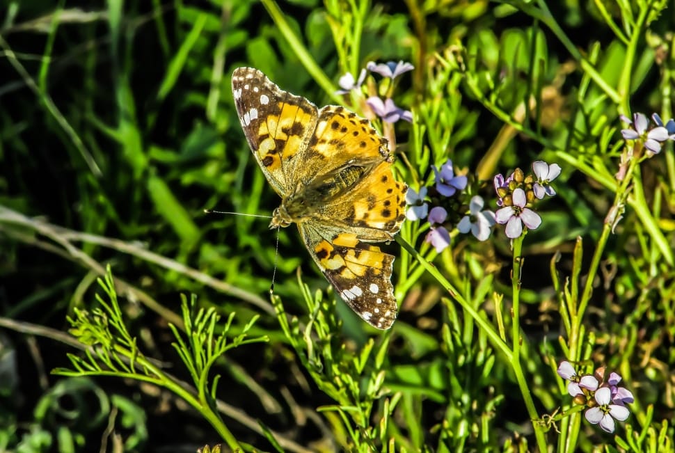 yellow and brown butterfly and purple small petaled flowers preview