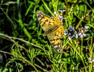 yellow and brown butterfly and purple small petaled flowers thumbnail