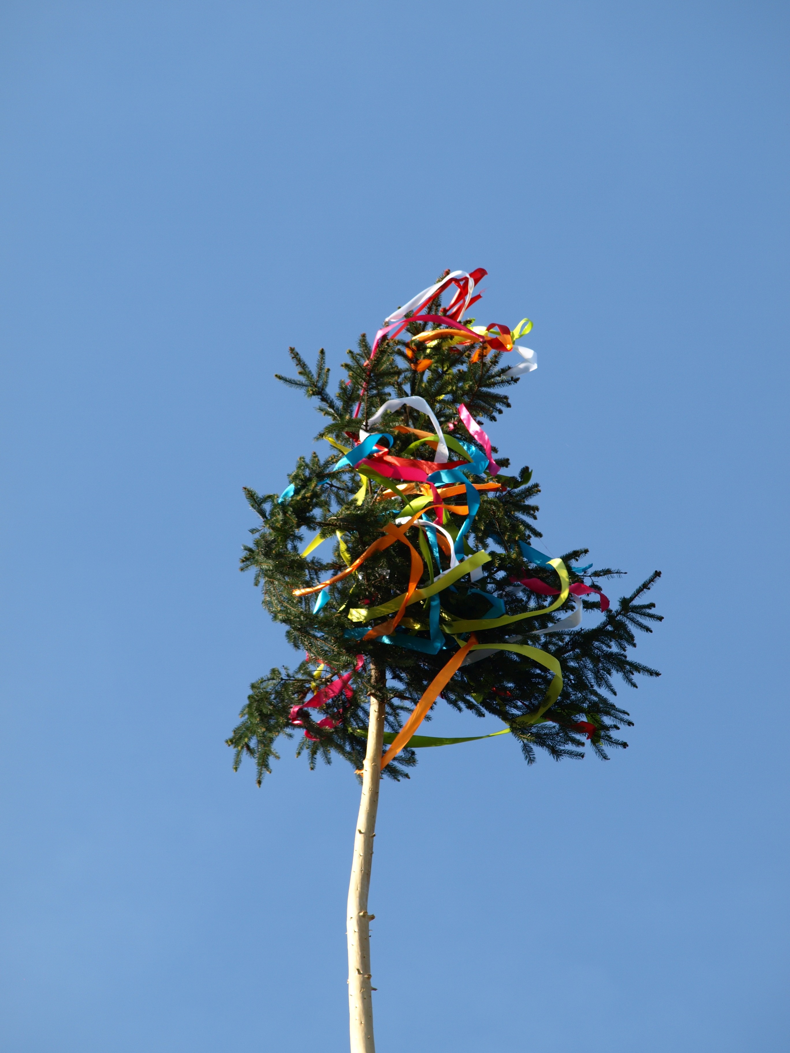green tree with orange, blue and red straps
