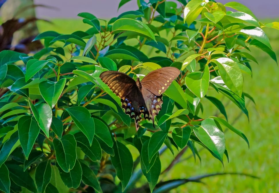 spicebush swallowtail butterfly preview