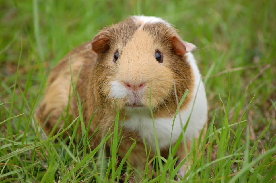 Wildlife photography of brown and white Guinea Pig preview