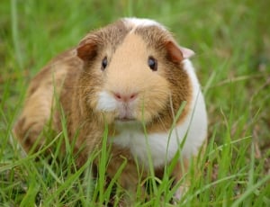 Wildlife photography of brown and white Guinea Pig thumbnail