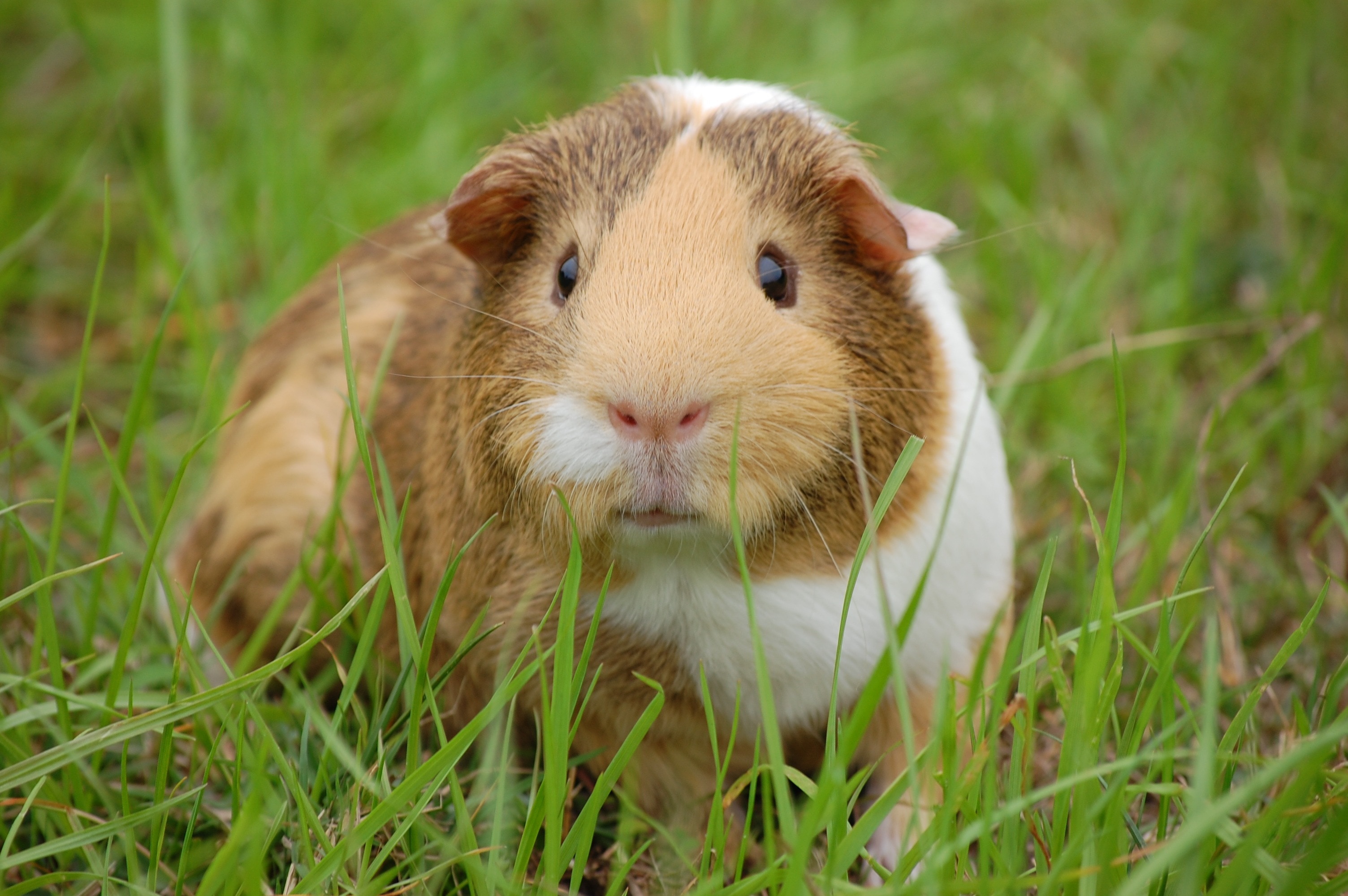 Wildlife photography of brown and white Guinea Pig
