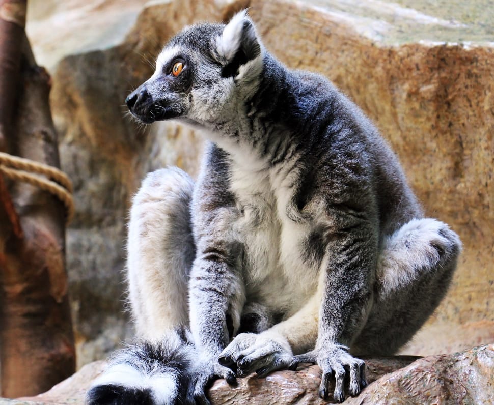 ring tailed lemur sitting on rock preview
