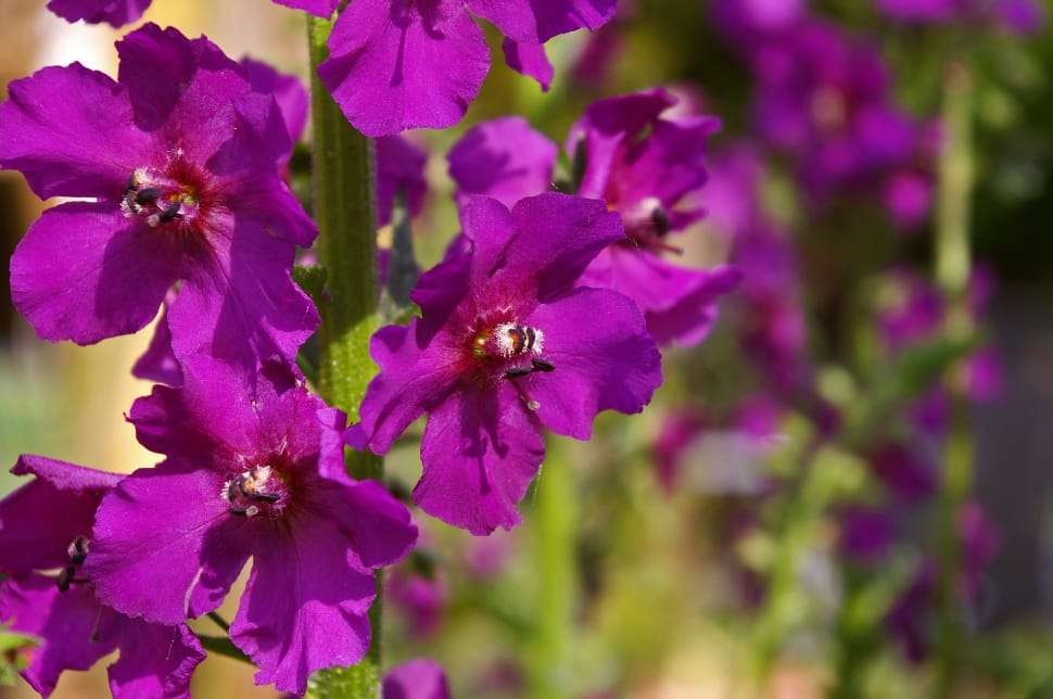 purple flower plant preview
