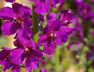 purple flower plant thumbnail
