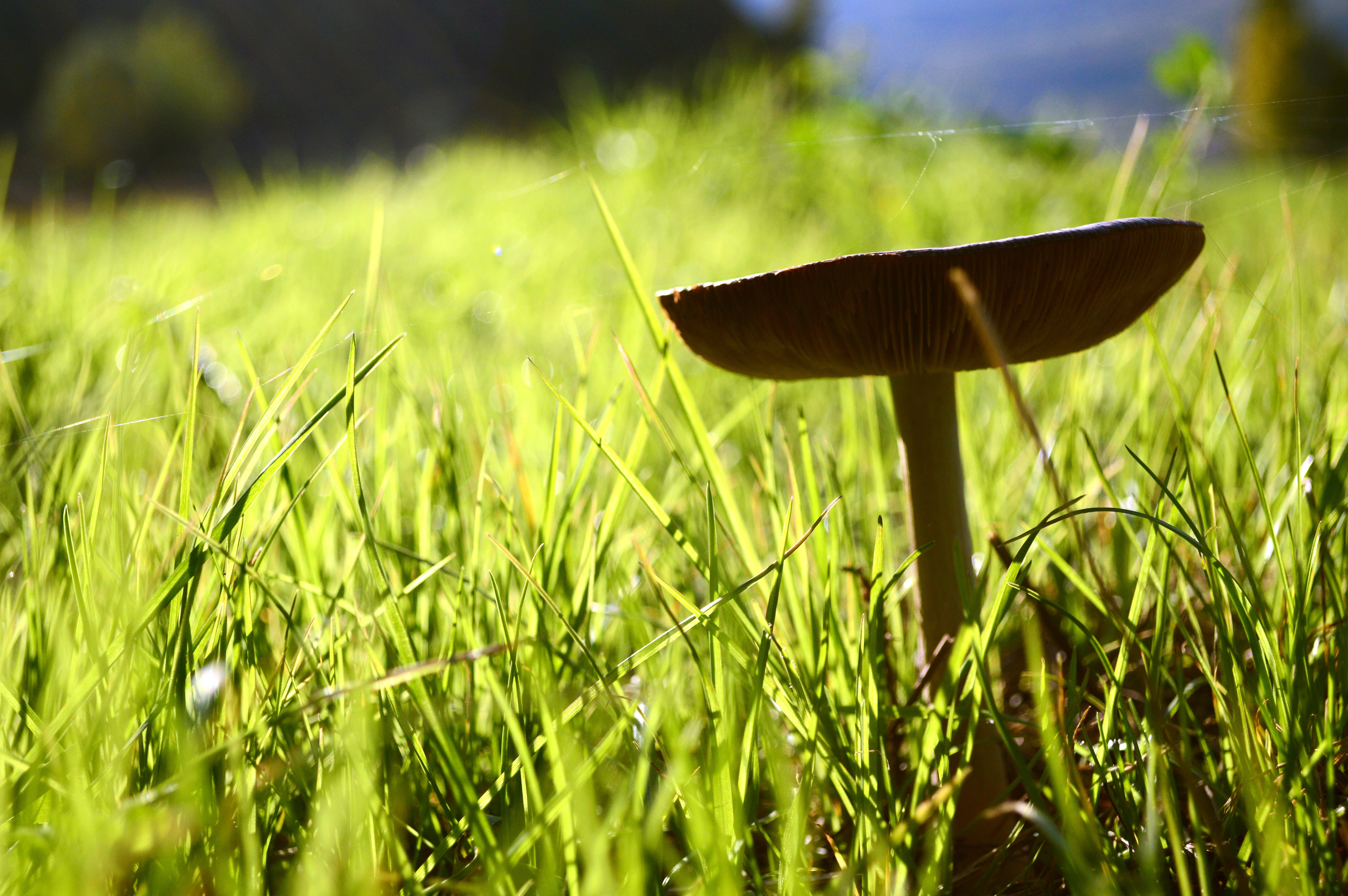 Fungus, Prato, Green, Garden, Background, mushroom, grass