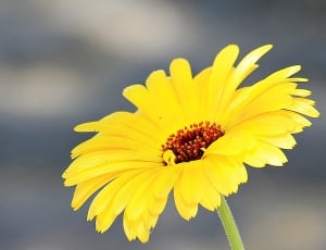 Flower, Marguerite, flower, yellow thumbnail