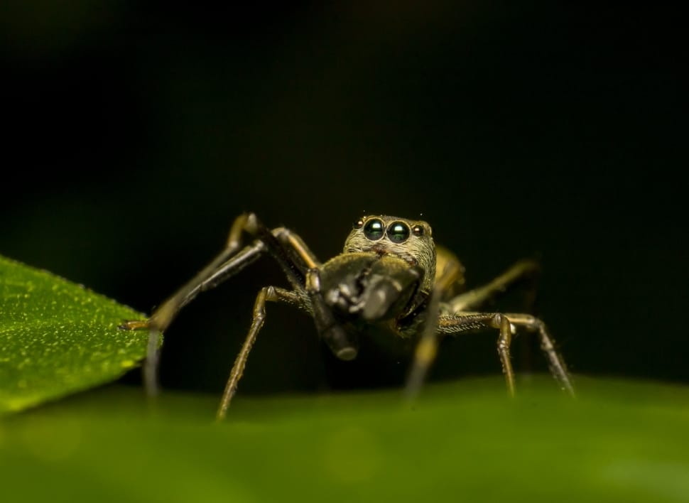 Nature, Spider, Macro, Insect, Small, one animal, animal wildlife preview