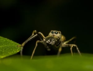 Nature, Spider, Macro, Insect, Small, one animal, animal wildlife thumbnail