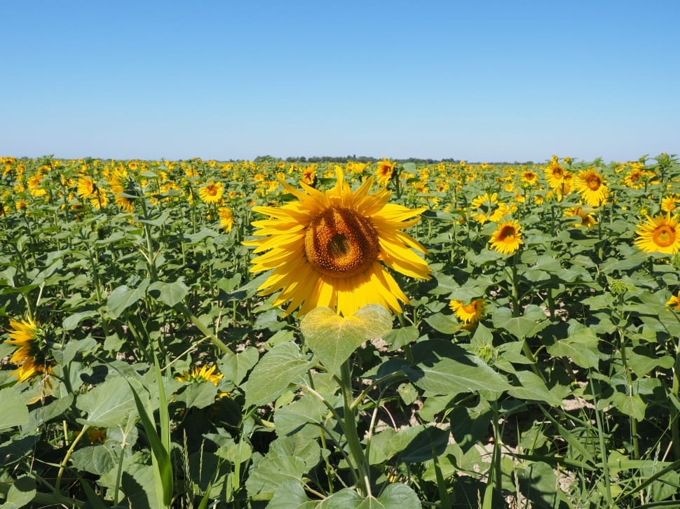 sunflower field under clear skies during dayime preview