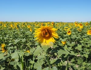 sunflower field under clear skies during dayime thumbnail