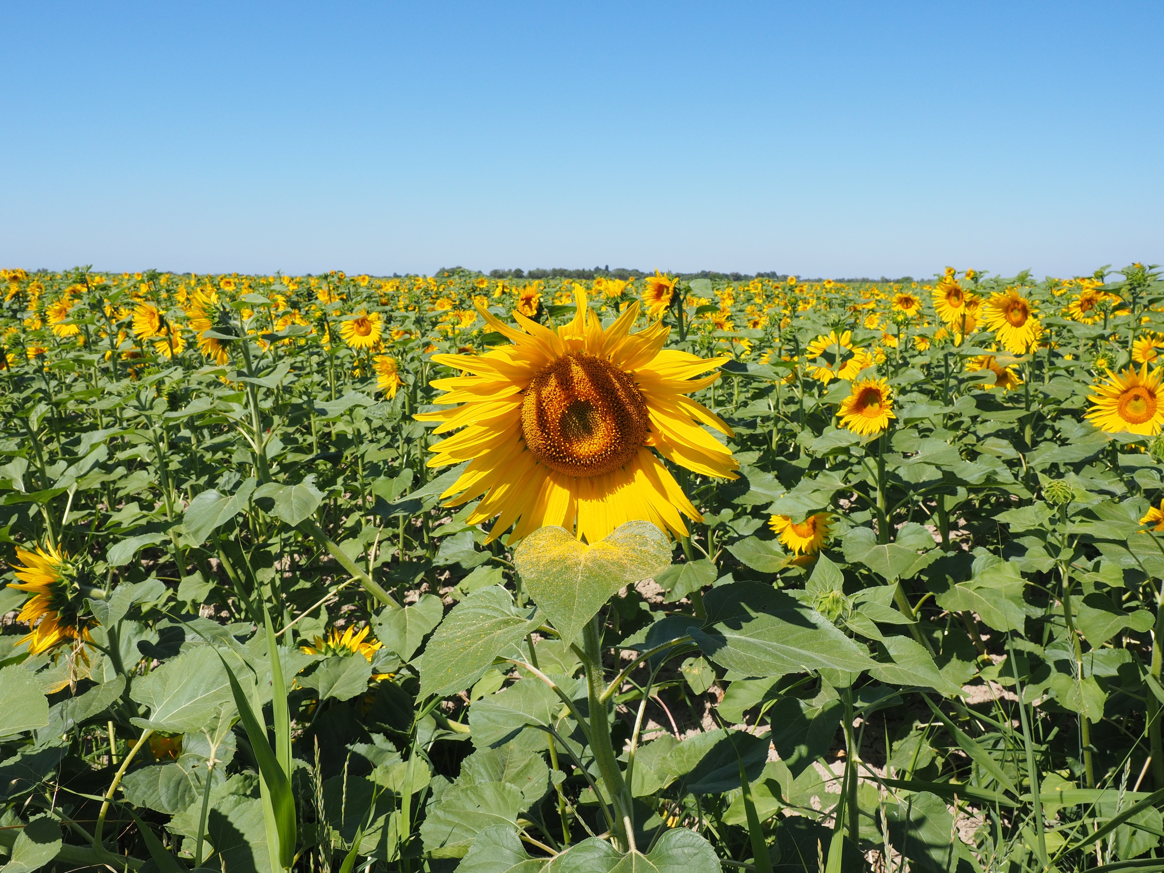 sunflower field under clear skies during dayime
