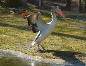photo of white pelican bird in green grass near body of water thumbnail