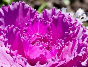 pink flowering cabbage thumbnail