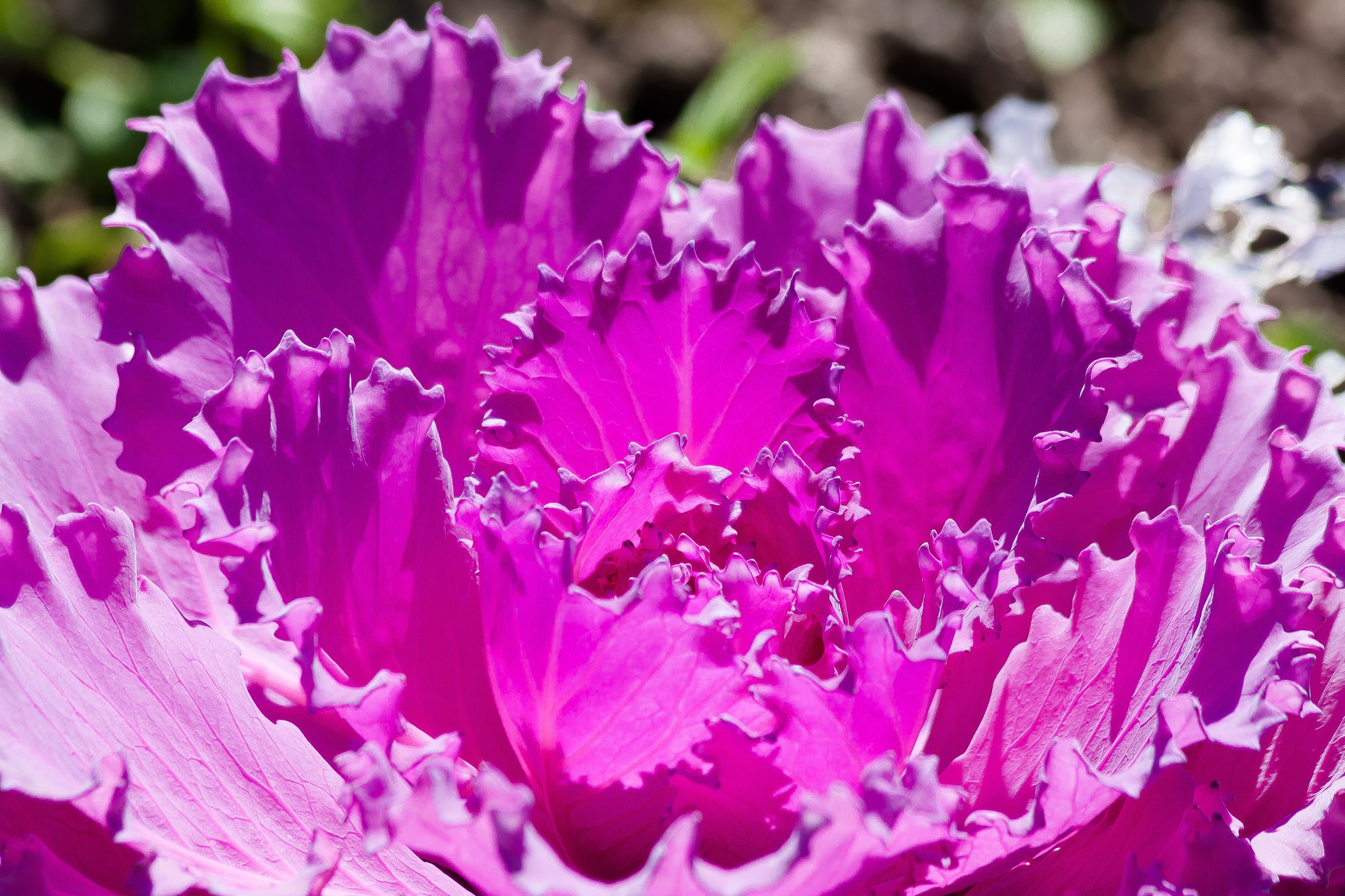 pink flowering cabbage