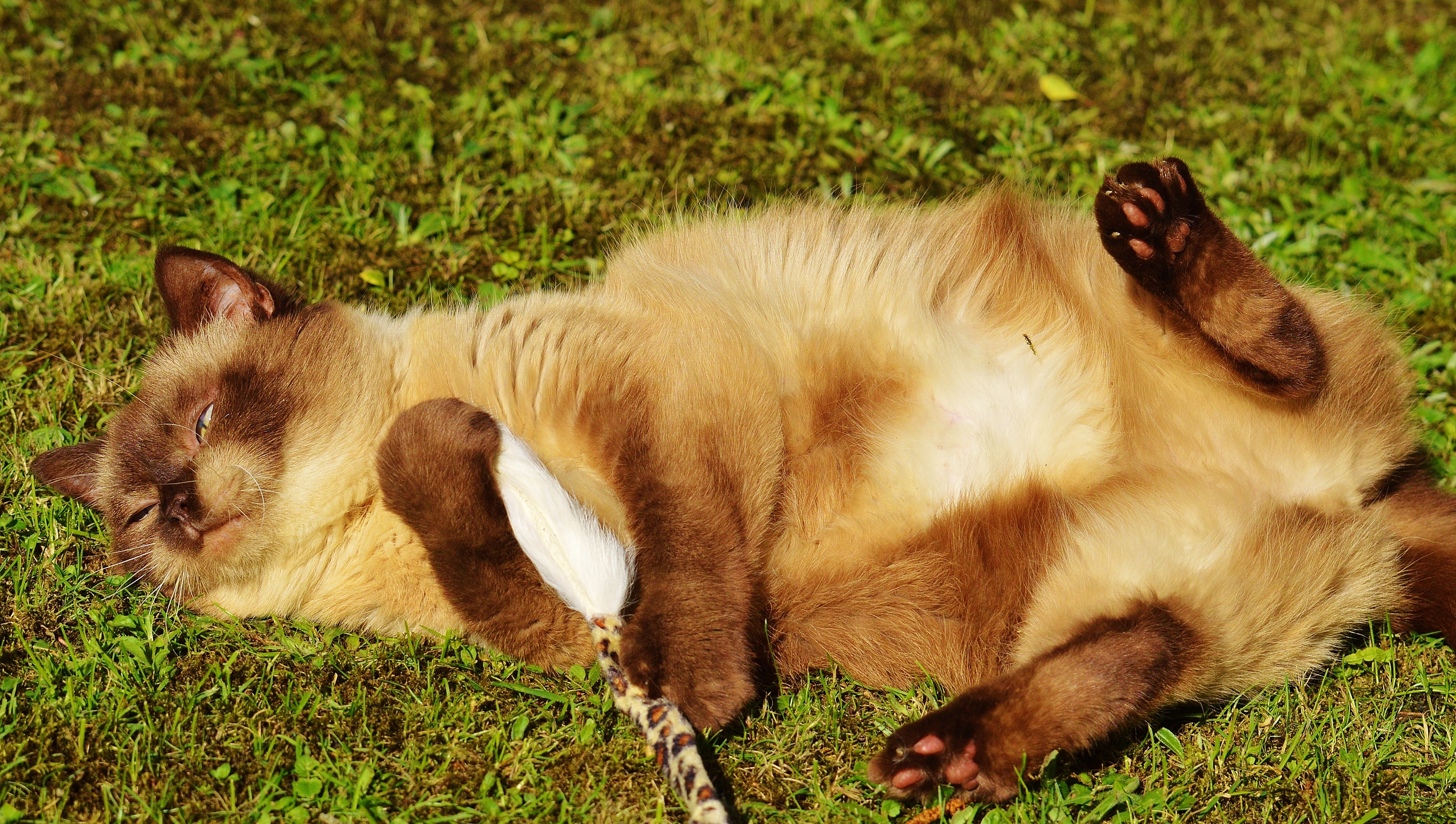 himalayan cat laying on grass field during daytime