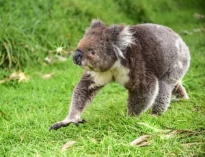 brown and grey koala thumbnail