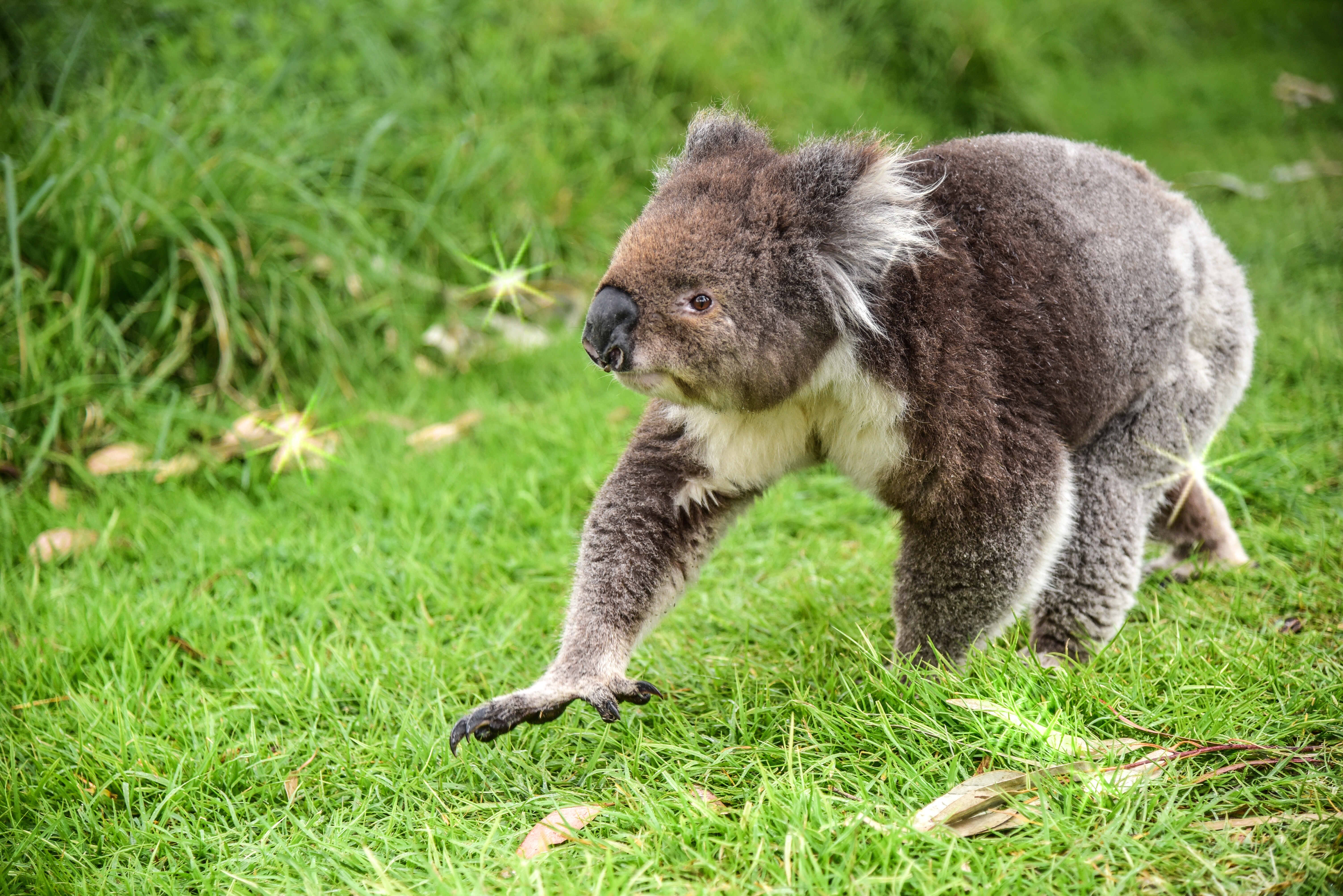 brown and grey koala