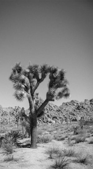 greyscale desert photo thumbnail